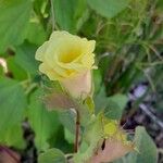 Gossypium herbaceum Blüte