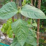 Vigna unguiculata Leaf