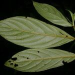 Bertiera bracteosa Leaf