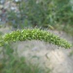 Setaria verticillata Flower