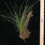 Eleocharis retroflexa अन्य