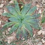 Plantago serraria Hoja