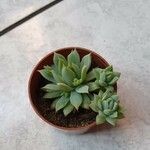 Graptopetalum macdougallii Leaf