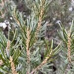 Pinus quadrifoliaLiść