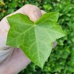 Hedera hibernica Hostoa