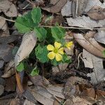 Oxalis dichondrifolia Flower