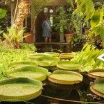 Victoria amazonica Foglia