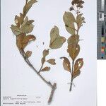 Danais ligustrifolia Other