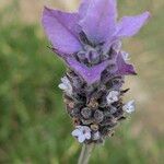 Lavandula dentata Квітка