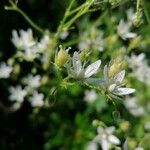 Saxifraga rotundifolia 花