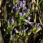 Gentianella quinquefolia Λουλούδι