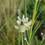 Gomphocarpus integer Flower