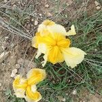Iris lutescens Virág