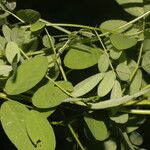 Indigofera trita Blatt