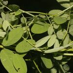 Indigofera trita Leaf