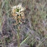 Habenaria monorrhiza Õis