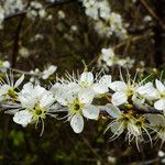 Prunus spinosa Kvet