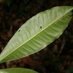 Hebepetalum humiriifolium Fuelha