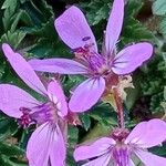 Erodium cicutarium Цвят