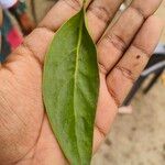 Dendrophthoe falcata Leaf