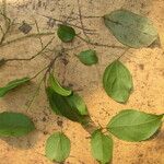 Discoglypremna caloneura Hoja