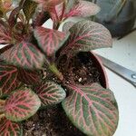 Fittonia albivenis List