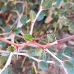 Ziziphus lotus Casca