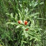 Sphaeralcea coccinea 葉