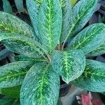 Aglaonema commutatumFeuille