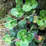 Saxifraga spathularis Leaf