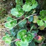 Saxifraga spathularis Blatt