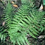 Dryopteris goldieana Φύλλο