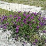 Astragalus onobrychis Kwiat