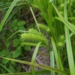 Carex lurida Blatt