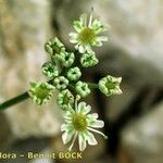 Heracleum pumilum Mbuma