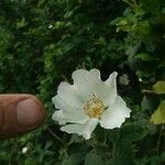 Rosa tomentosa Flor