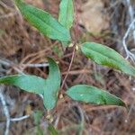 Gelsemium sempervirens Folha