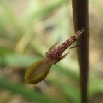 Bulbophyllum calyptratum Kwiat