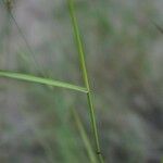 Agrostis canina Blad