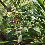 Angophora costata ᱥᱟᱠᱟᱢ