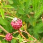 Rosa woodsii Frucht