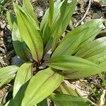 Allium tricoccum Feuille