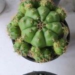 Gymnocalycium anisitsii Corteza