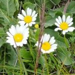 Leucanthemum graminifolium Blüte