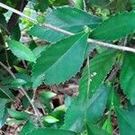 Acalypha siamensis Leaf