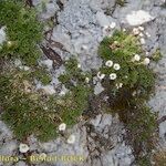 Potentilla clusiana Vekstform