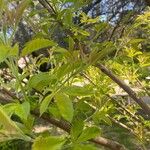 Vitex negundo Levél