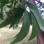 Acacia auriculiformis Blad