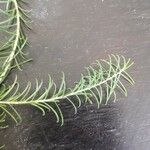 Melaleuca alternifolia Yaprak