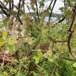 Salix hastata 叶